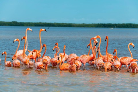 American flamingo