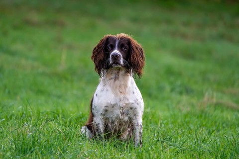 Hunting dog