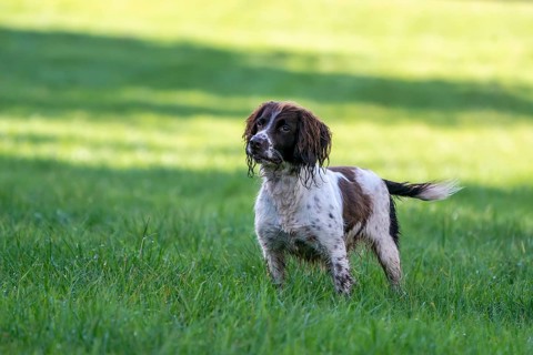 Hunting dog