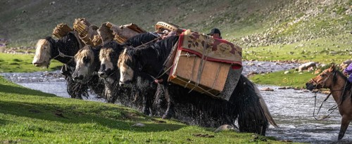 The nomadic family moves with yaks in the summer. Bayanhongor Province