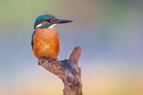 Common kingfisher