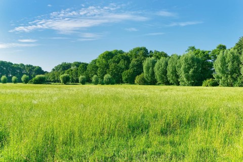 Meadow in the Huelser Bruch