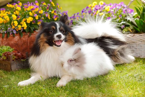 Mixed breed dog and teddy dwarf rabbit