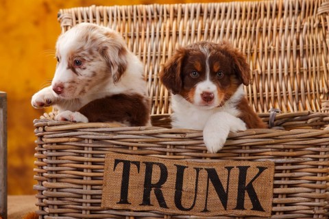 Miniature Australian Shepherd