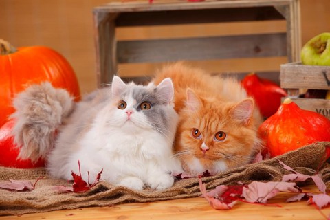 British Longhair
