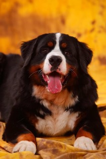 Bernese Mountain Dog