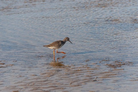 Common redshank