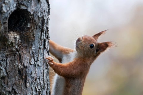 Eurasian red squirrel