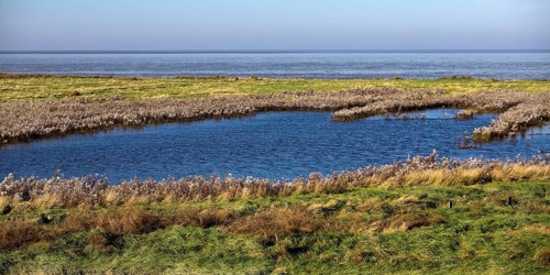 Salt marshes and North Sea