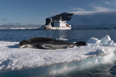 Leopard seal
