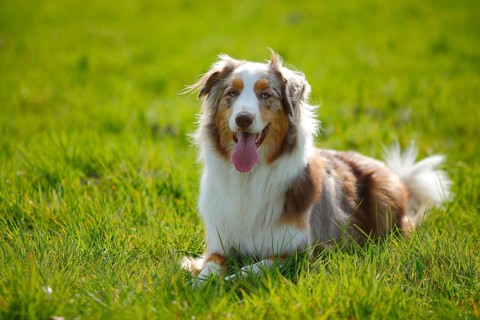 Australian Shepherd