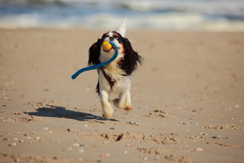Cavalier King Charles Spaniel