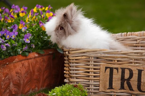 Teddy dwarf rabbit