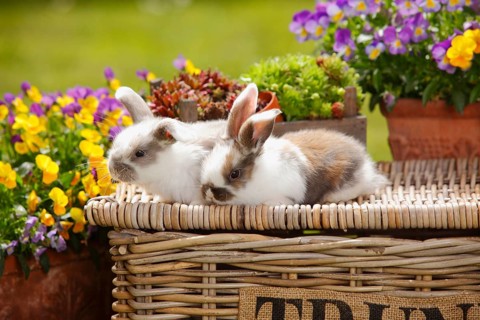 Dwarf ram rabbits