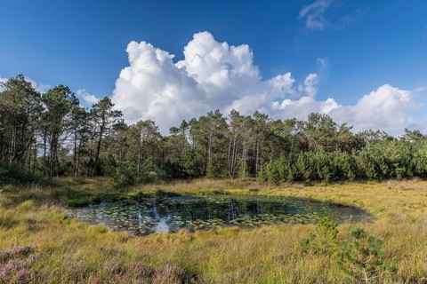 Moorland with lake near Henne Strand
