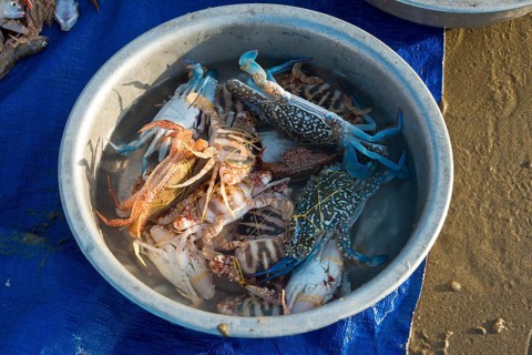 Freshly caught crabs and seafood