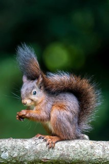 Eurasian red squirrel