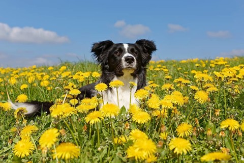 Border collie lying in dandelion meadow