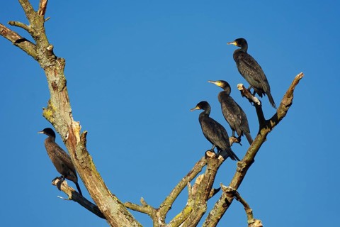 Great cormorants