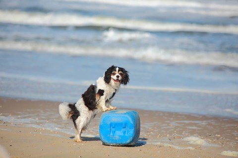 Cavalier King Charles Spaniel