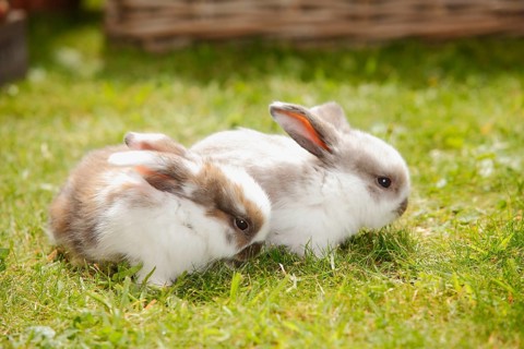 Dwarf ram rabbits