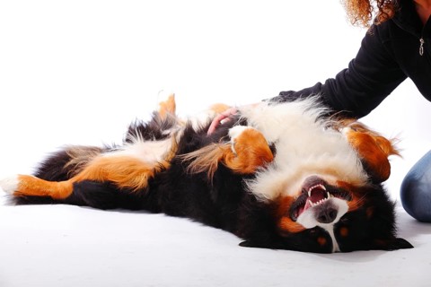 Bernese Mountain Dog