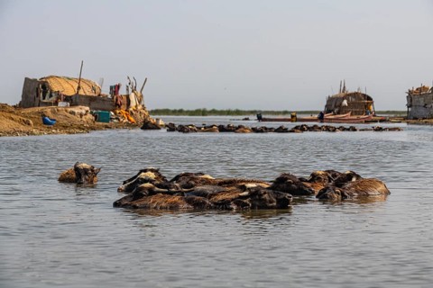 Water buffalos