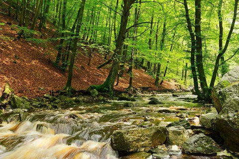 Stream course of the Hoegne