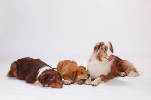 Australian Shepherds