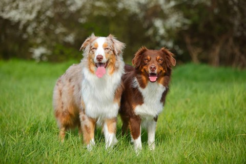Australian Shepherds
