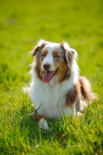 Australian Shepherd
