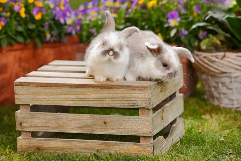 Dwarf ram rabbits
