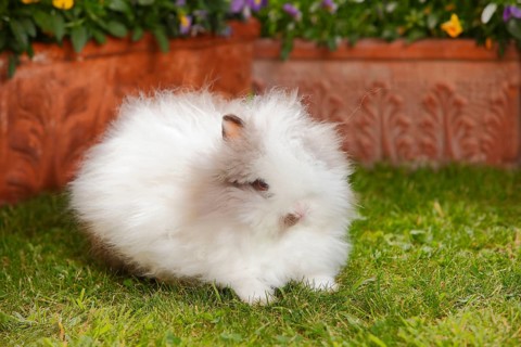 Teddy dwarf rabbit