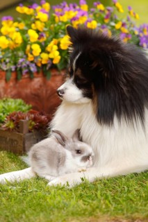 Mixed breed dog and dwarf ram rabbit