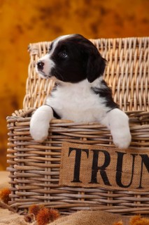 Miniature Australian Shepherd