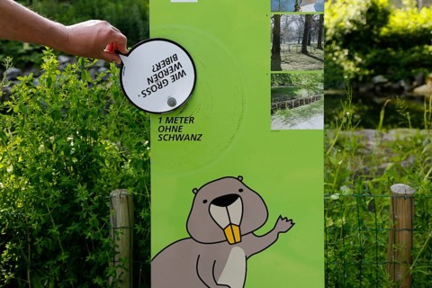 Beaver Trail