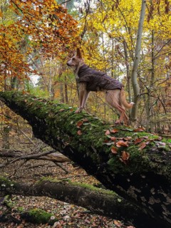 Podengo on tree trunk looking into autumn forest