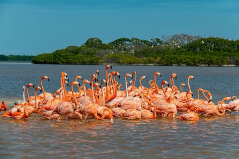 American flamingo