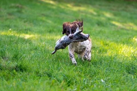 Hunting dog