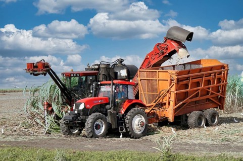 Sugar cane harvest with tractor and machine