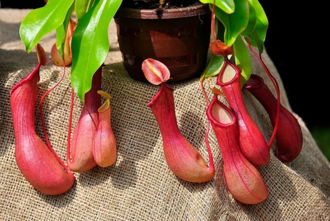 Carnivorous plant