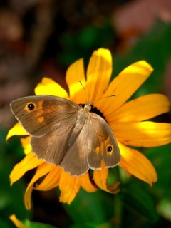 Small meadow butterfly