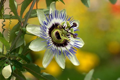Passion flower passion fruit