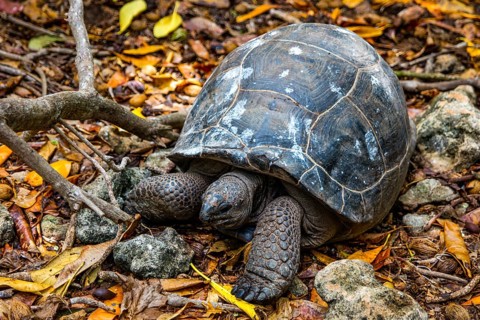 Aldabra giant tortoise