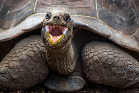 Aldabra giant tortoise