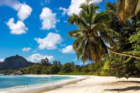 Decorative palm tree on Baie Lazare beach