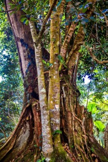 Jackfruit tree