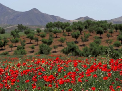 Field with poppies in front of almond plantation