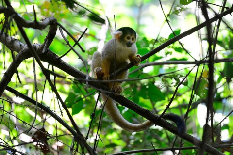 Black-capped squirrel monkey