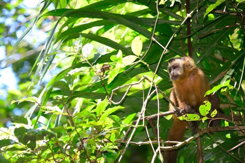 Tufted Capuchin
